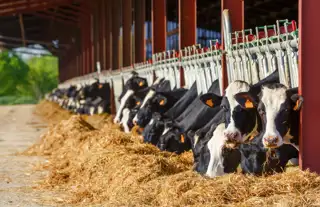 Pretoria Dairy Farm