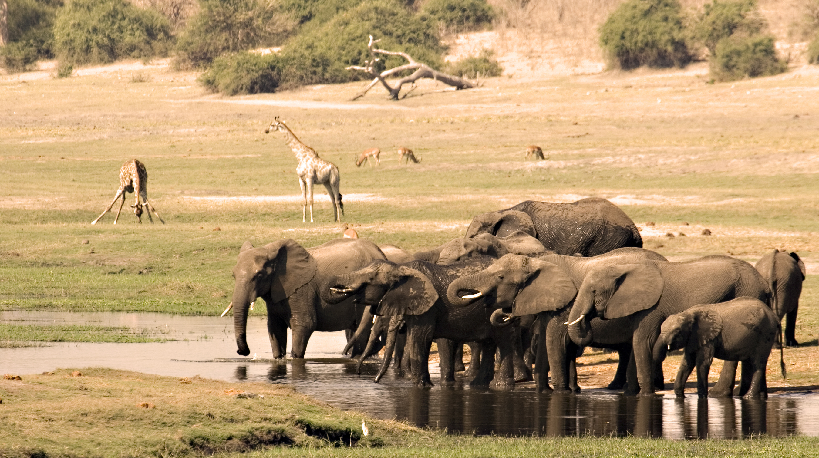 Elephants Drinking Chobe National Park