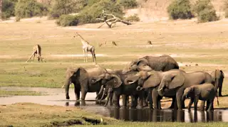 Elephants Drinking Chobe National Park