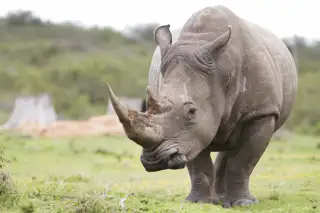 Rhino