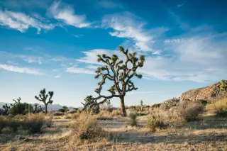 Landscape Desert Trees