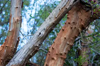 The Wonderboom Fig Tree