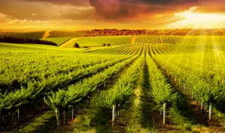 Wine Yards