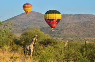 Sunr Activities Mankwe Gametrackers Hot Air Balloon Giraffe Resize