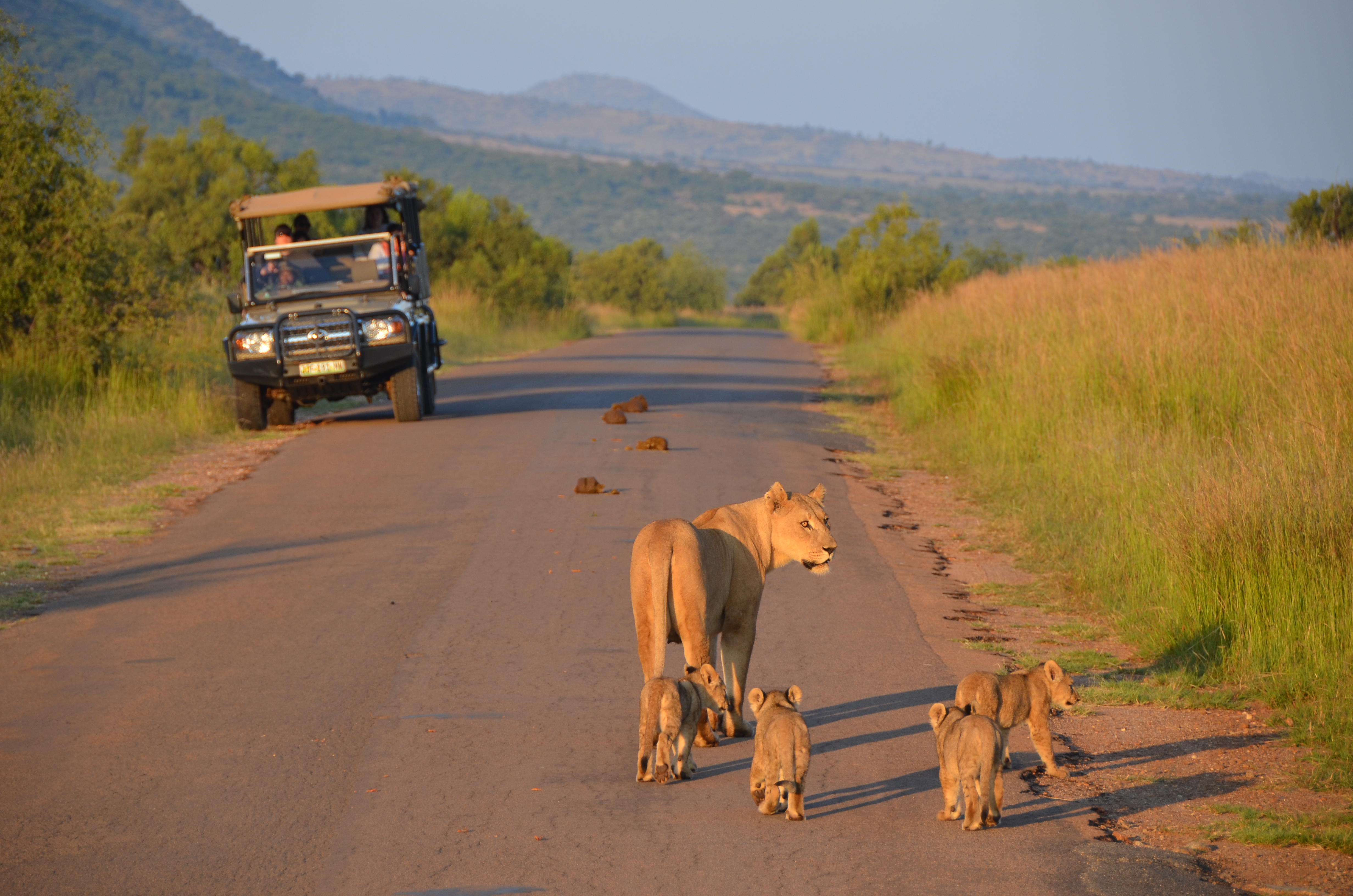 Sun City Pilanesberg National Park Game Drive Lion