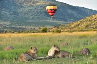 Sunr Activities Mankwe Gametrackers Hot Air Balloon Lion 1