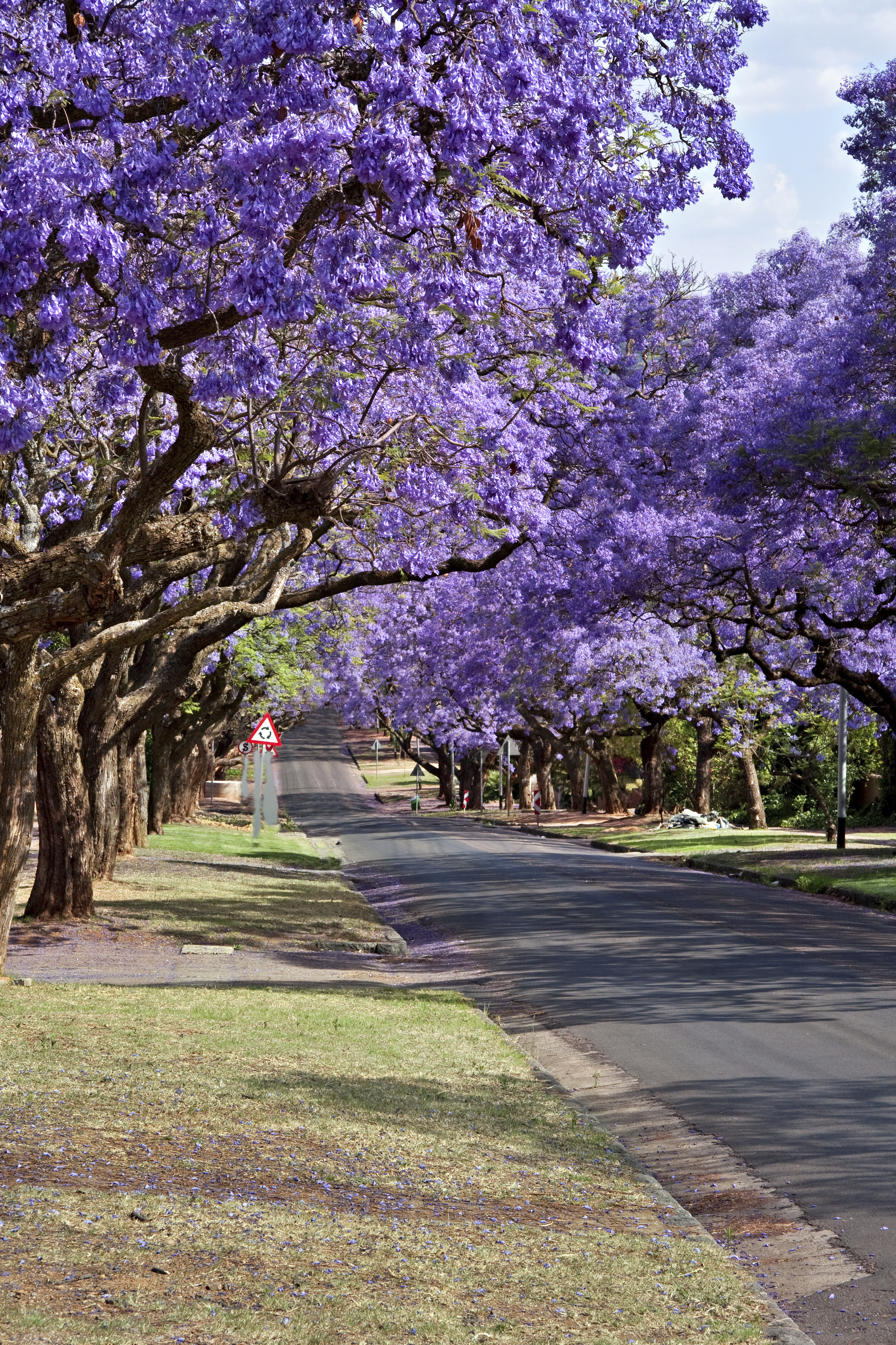 Jacaranda Trees