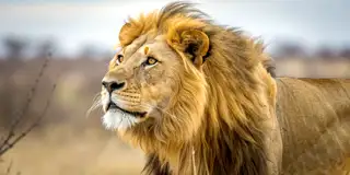 Lion With Yellow Mane Stands Grass (1)