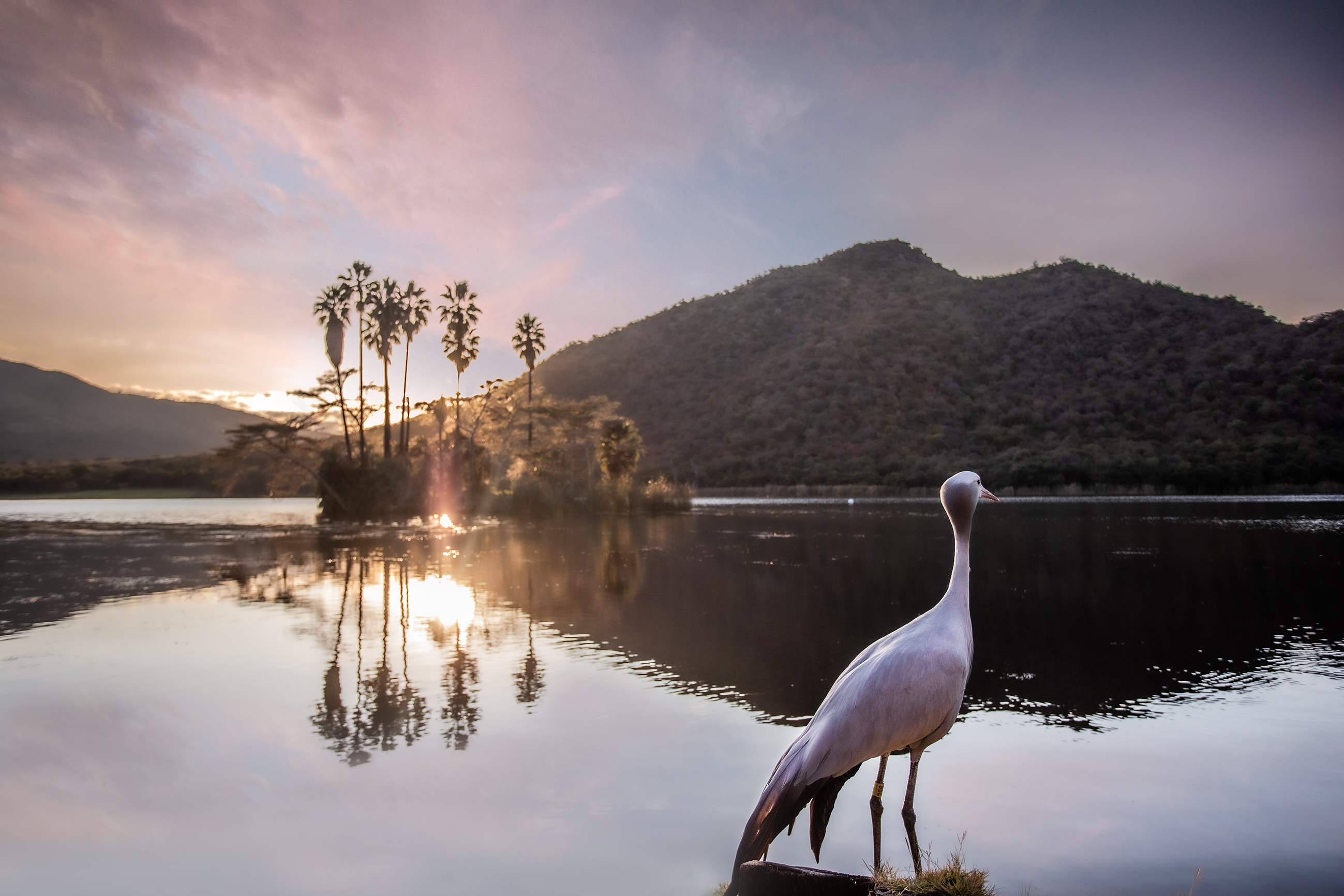 Sun City Nature Water With Bird