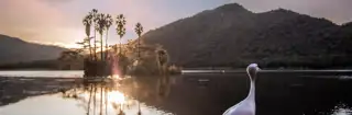 Sun City Nature Water With Bird