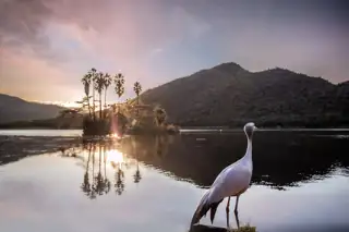 Sun City Nature Water With Bird