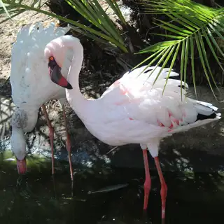 Mero Wildthingz Flamingos